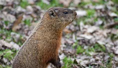 Groundhog Day 2025 streaming